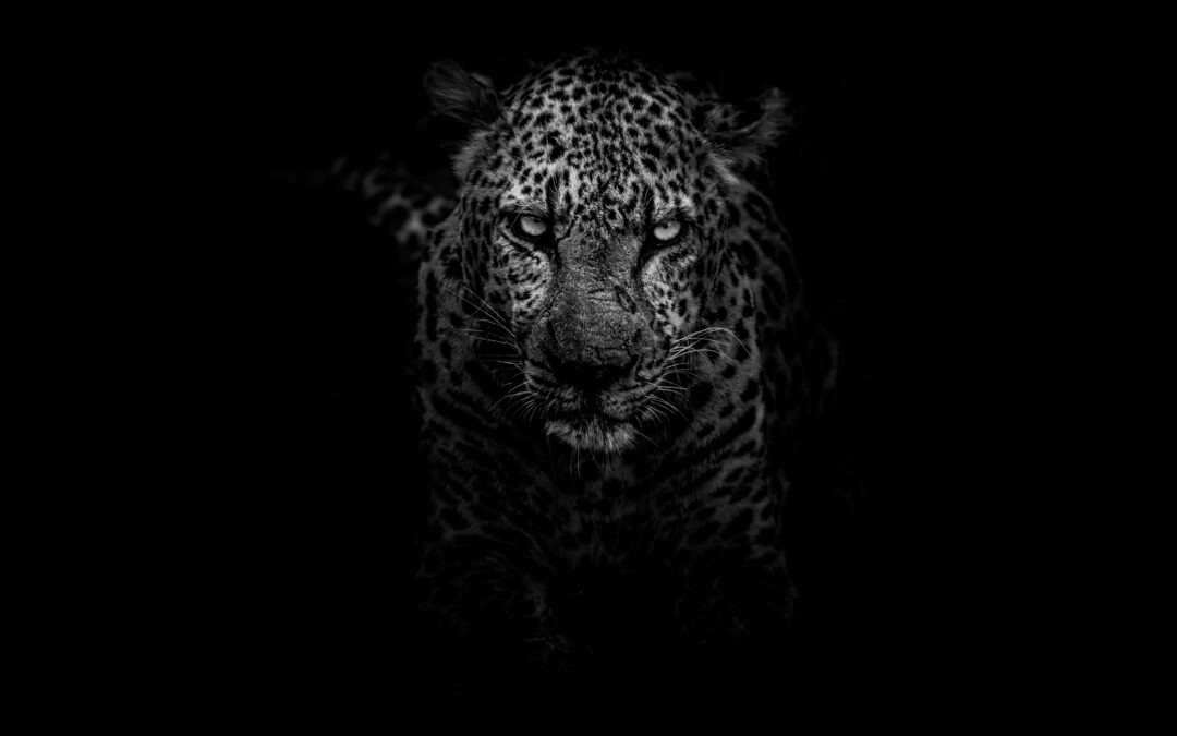 Why We Are Afraid of Our Own Power